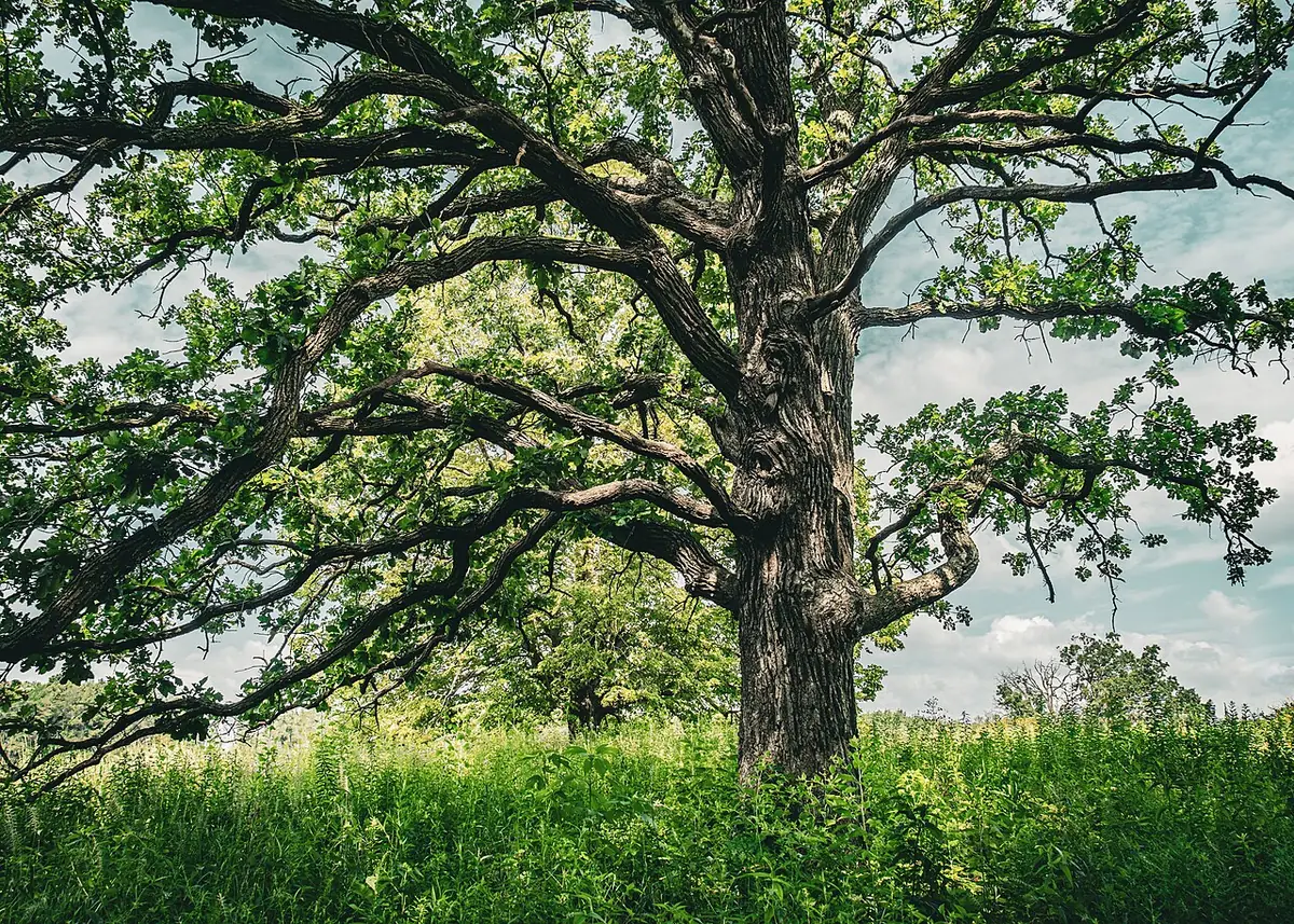 Landscape in Minnesota