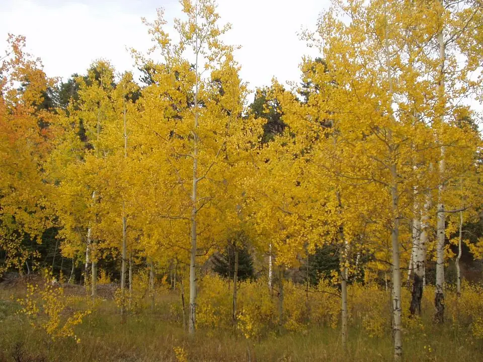Landscape in Wyoming